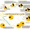 Centrosome