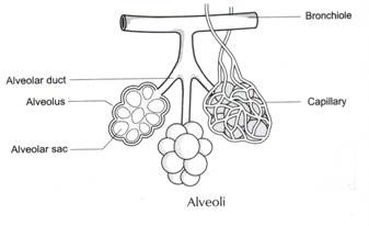 Alveoli