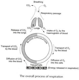 Different Vegetation Types