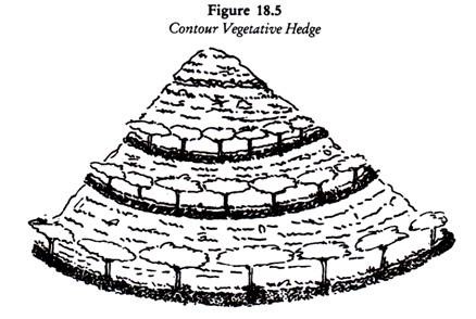 Contour Vegetative Hedge