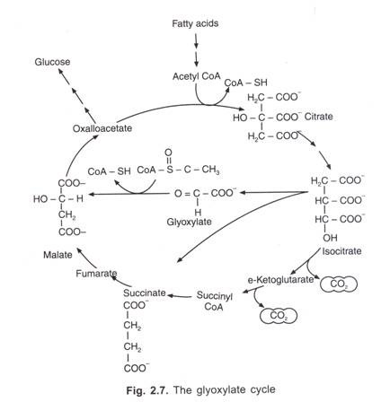 Stage III Nature Re-establishing Steady State Condition