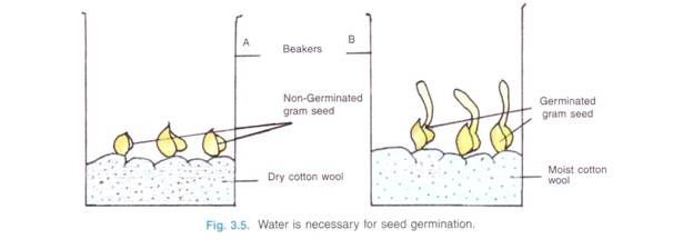 Germination Of Seed Types Condition Required And Other Details