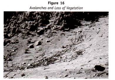 Avalanches and Loss of Vegetation