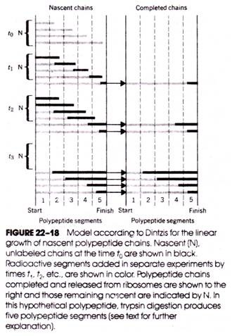 Model according to Dintzis for the linear growth of nascent polypeptide chains