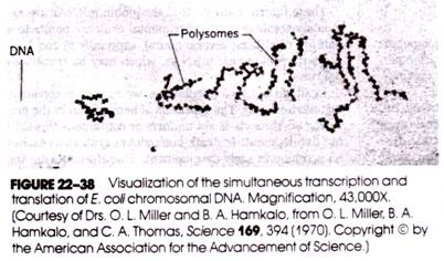 Visualization of the simultaneous transcription and translation of E