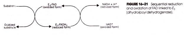 The Cell Cycle consisting of Four Phases 