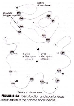 Denaturation and spontaneous renaturation of the enzyme ribonuclease