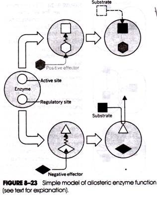 Simple model of llosteric enzyme function 