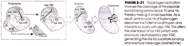 Trypsinogen activation