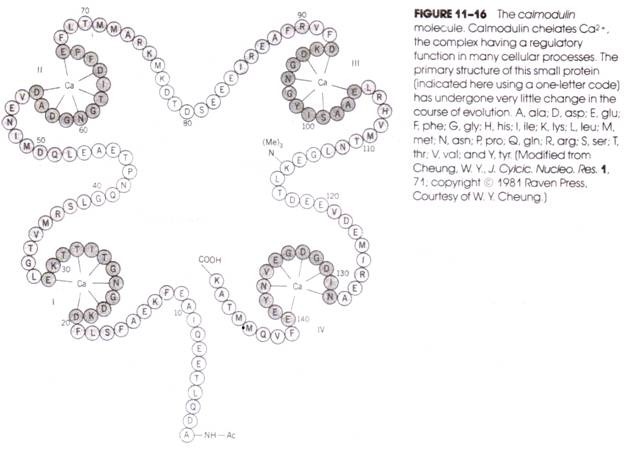 The Calmodulin Molecule