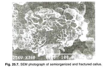 Monocot seed structure