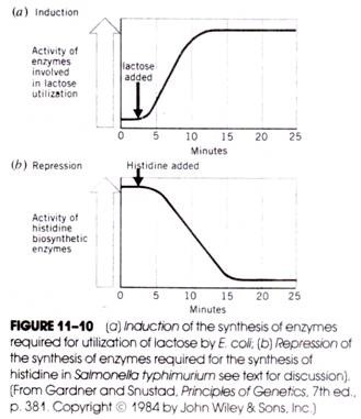 (a) Inducation of the sythesis of enzymes required for utilization of lactose by E,Coil; (b) Repression of the synthesis of enzymes required for the synthesis of histine in Salmonella typhimurium 