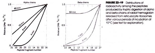 Distributions of radioactivity among the peptides produced by tryptic digestion of alpha and beta chains of rabbit hemoglobin released from reticulocyte ribsomes after various periods of incubation at 15 C (see text for explanation)