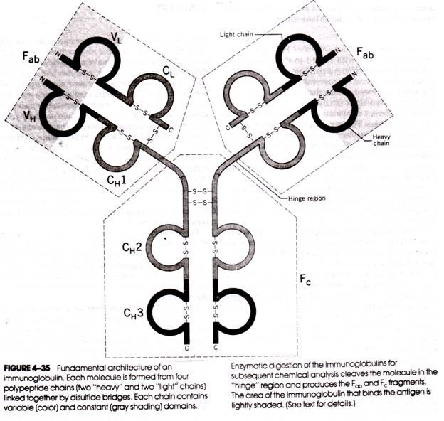 Fundamntal artichitecture of an immunoglobuin