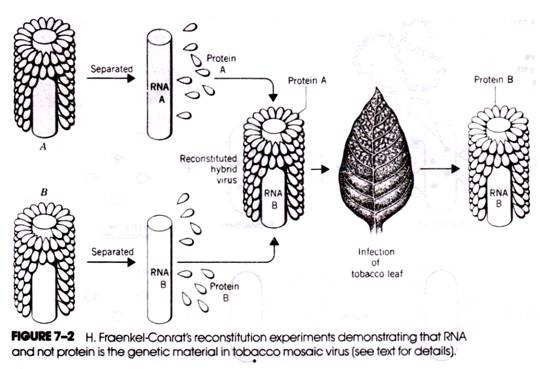 H.Fraenkel-Contrat's reconstition expirements demonstrating that RNA and not protein is teh genetic material in tobacco mosaic virus