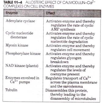 Allosteric Effect of Calmodulin Complexes on Cell Enzymes