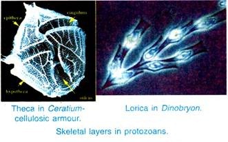 Arrangement of atoms in, and dimensions of the alpha hellx