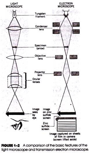 A Comparison of the Basic Features of the Light microscope and transmission electron microscope