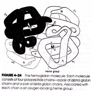 The Hemoglobin molecule