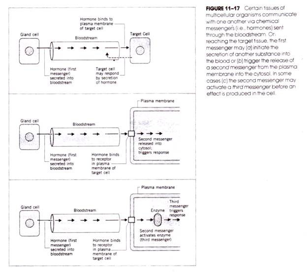 Certain Tissues of Multicellular Organisms Communicate with One another via Chemical Messengers sent through the Bloodstream