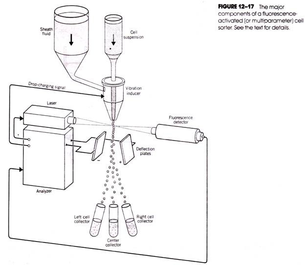 The Major Components of a Fluorescence Activated Cell Sorter