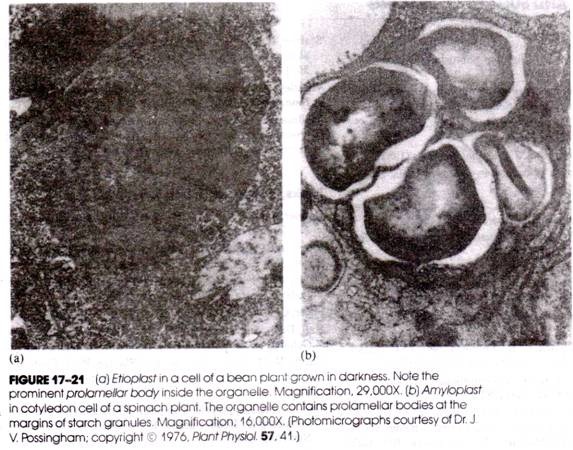 (a) Etioplast in a cell of a bean plant grown in darkness (b) Amyloplast in cotyledon cell of a spinach plant. The organelle contains prolamellar bodies at the marginsof starch granules
