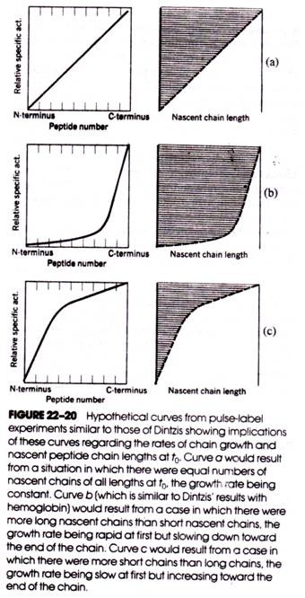 Hypothetical curves from pulse-label experiments similar to those Dintzis showing implications of these curve regarding rate of chain growth and nascent peptide chain lengths at t Curve a would result from a situation in which there were equal numbers of nascent chain of all lengths at t the growth rate being constant