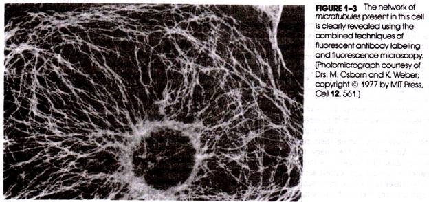 The Network of Microtubules present in teh cell is clearly revealed using teh combined technigues of fluorescent antibody labeling and fluoresence microscopy