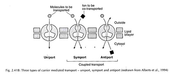 Stereo pair depicting the four subunits of hemoglobin