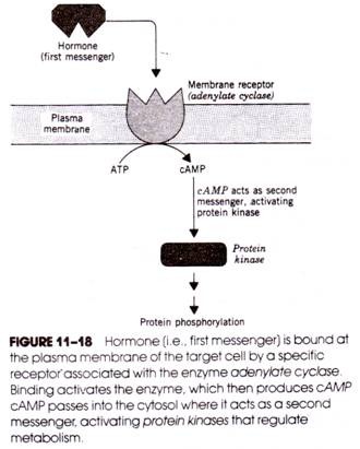 Hormone is bound at the Plasma Membrane of the Target Cell by a Specific Receptor Associated with the Enzyme Adenylate Cyclase