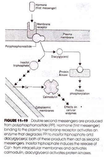 Double Second Messengers are produced from Polyphosphoinositide