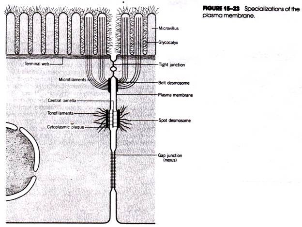 Specializations of the Plasma Membrane