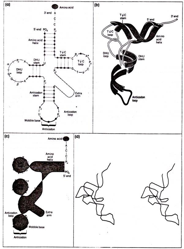 Structure of tRNA