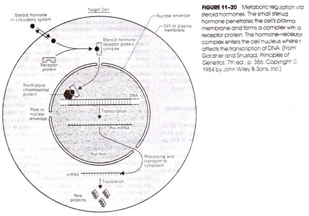 Metabolic Regulation via Steroid Hormones