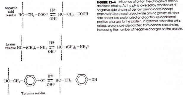 Influence of PH on the Charges of Amino Acid Side Chains