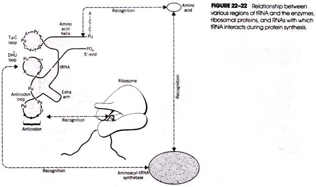 Relationship between various regions of tRNA and the enzymes, ribsomal proteins, and RNAs with which tRNA interacts during protein synthesis