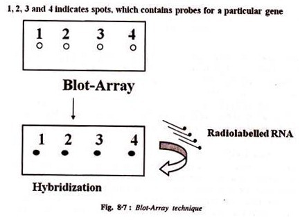 Selection of Embedded tissue to form a ribbon of thin sections