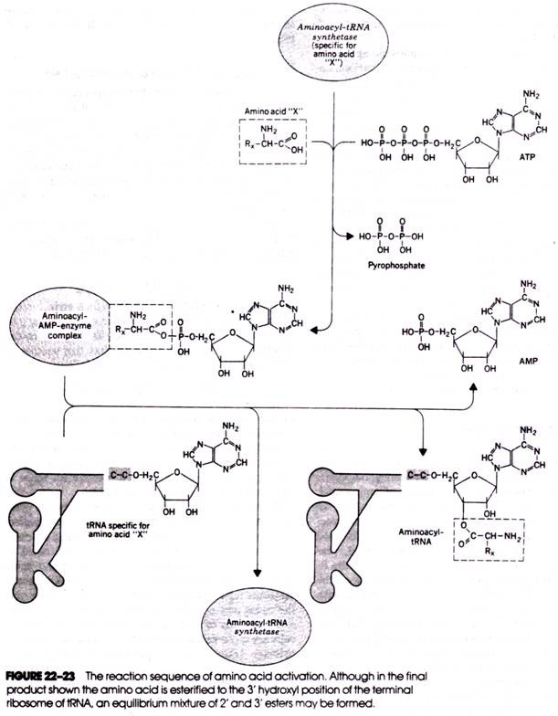 The reaction sequence of amino acid activation