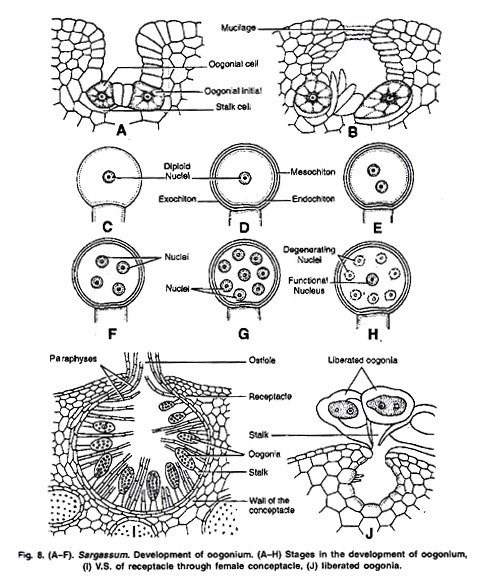 Isoelectric Points of some Proteins