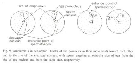 Comparison of phatomicrograph of a white blood cell obtained by (a) light and (b) transmission electron microscopy