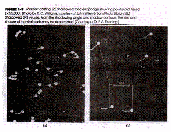 Shadow casting. (a) Shadowed bacteriophage showing polyhearal head (b) Shadowed SP3 viruses, from the shadowing angle and shadow contour, the sixe and shapes of the viral parts may be determined