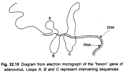 Essential Components of Discontinuous Electrophoresis