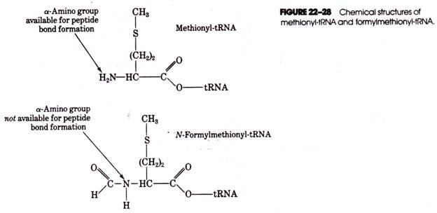 Chemical structures of methionyl-tRNA and formylmethlonyl-tRNA