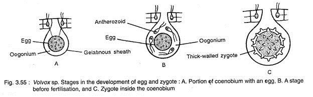 Stages in the formation of the initiation complex in eukaryotic cells (see text for explanation)