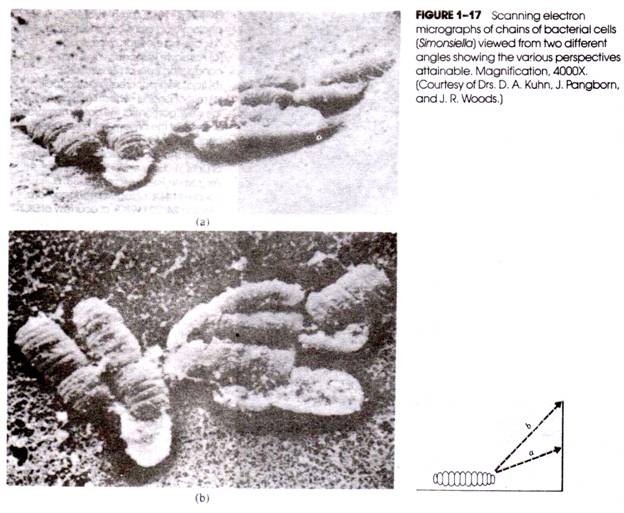 Scanning electron micrograph of chains of bacterial cells viewed from two different angles showing the various perspectives attainable