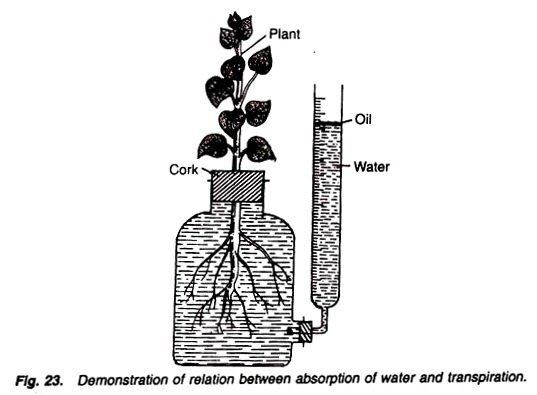 Stages of chain termination in eukaryotic cells