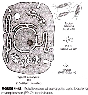 Relative sixe of eukaryotic cells, bacteria, mycoplasmas, and viruses