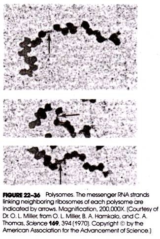 Polysomes