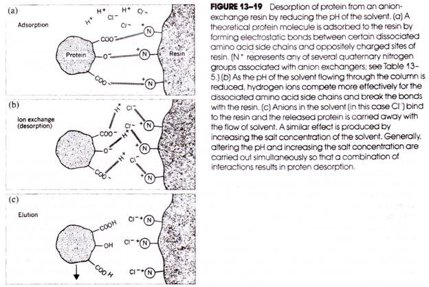 Desorption of Protein from an Anion-Exchange Resin by Reducing the pH of the Solvent