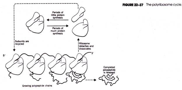 The polyribosome cycle